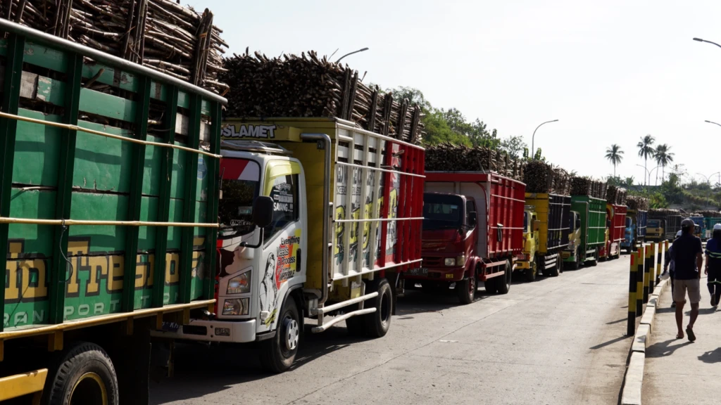 The Interest of Blitar Sugarcane Farmers Continues to Increase, Here's Why