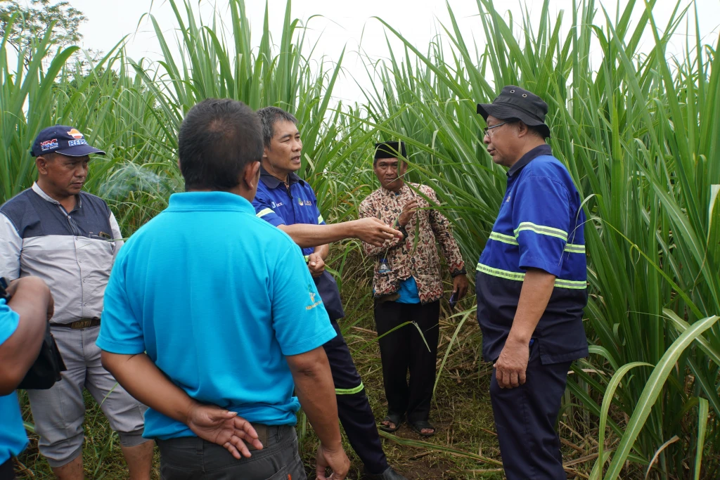 Minat Petani Tanam Tebu Meningkat, Produksi Tebu di Indonesia Naik