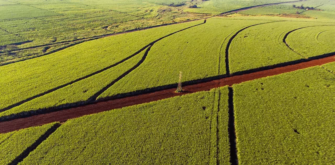 Kebun Tebu 2022 04 01